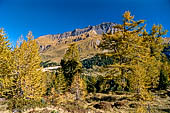 Sentiero naturalistico del Lucomagno (Svizzera). Larici, sullo sfondo le pendici del Piz Scopi.